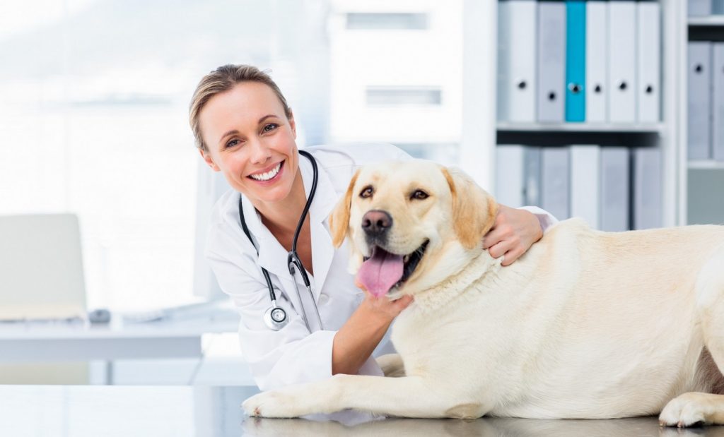 Veterinary Pet Health Wellness in Middleburg & Orange Park, FL Black